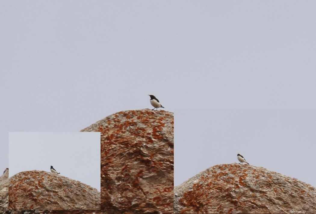 Finsch`s Wheatear