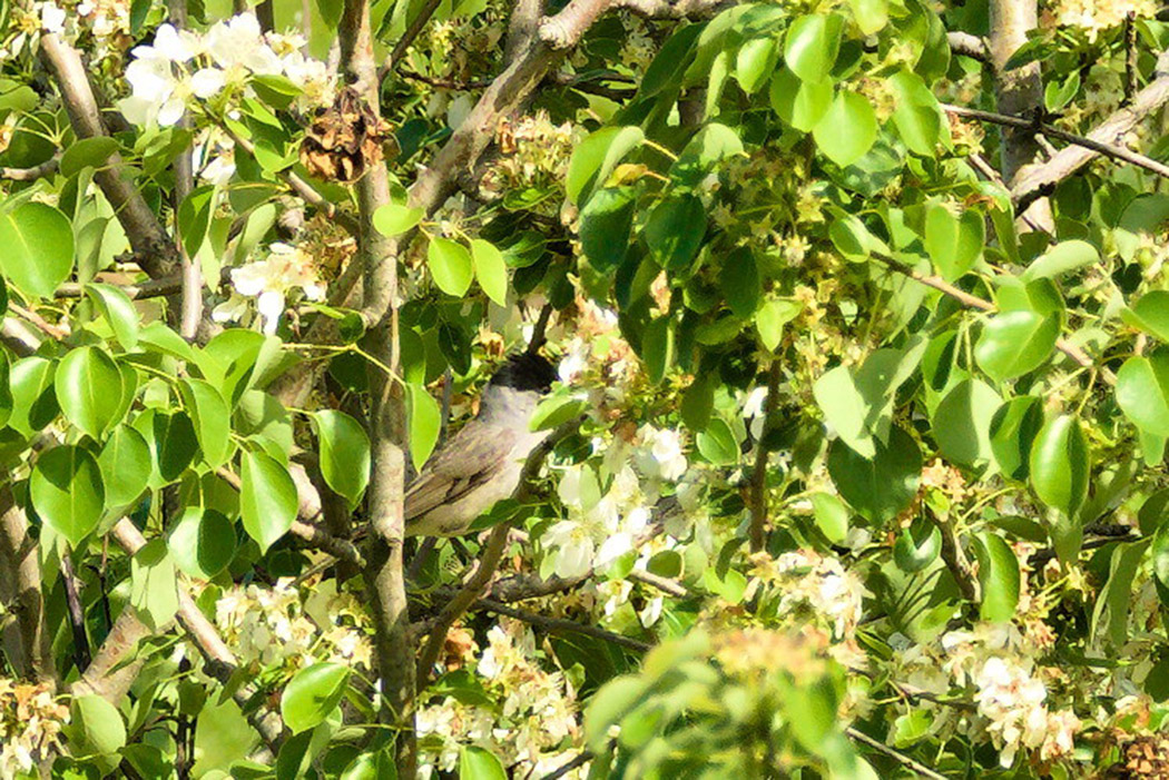 Eurasian Blackcap