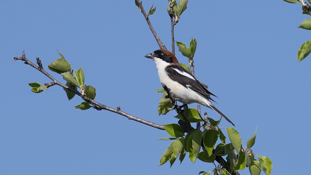 Woodchat Shrike