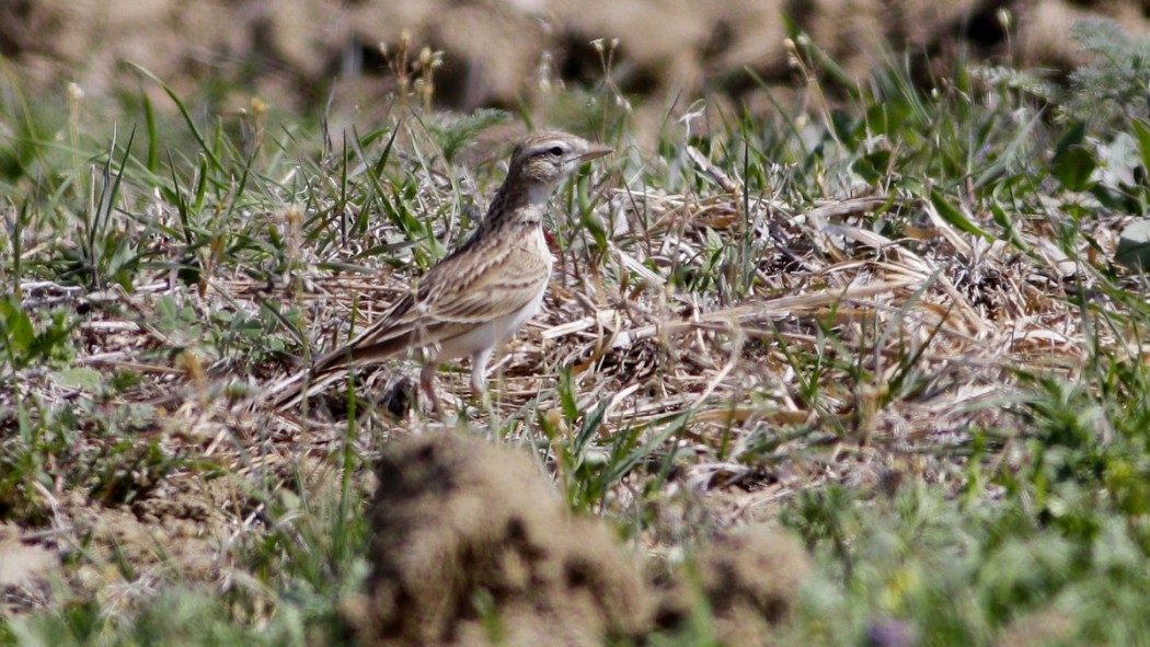 Greater Short-toed Lark