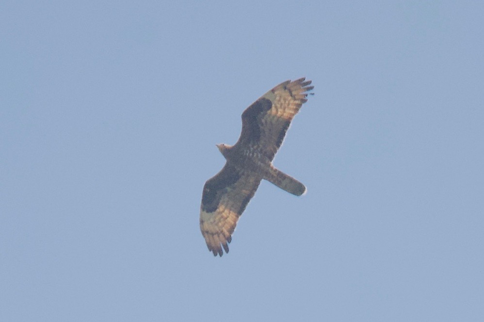 Arı Şahini