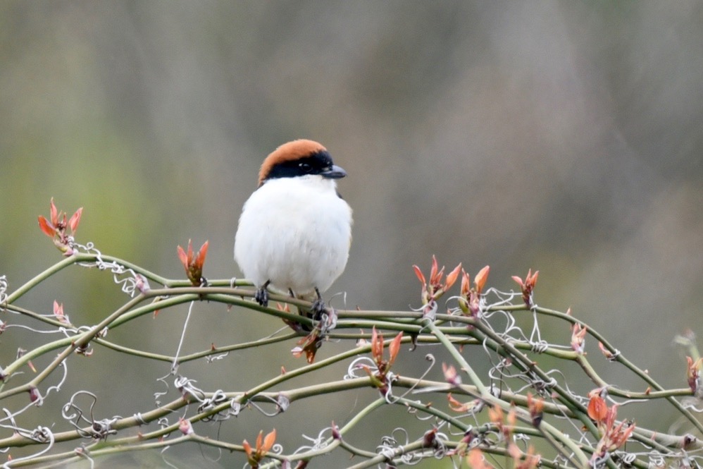 Woodchat Shrike