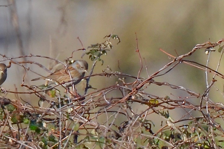 Dunnock