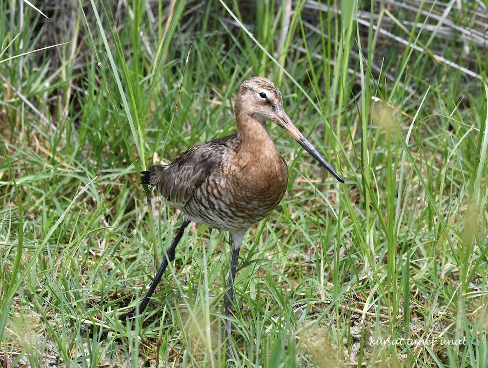 Black-tailed Godwit