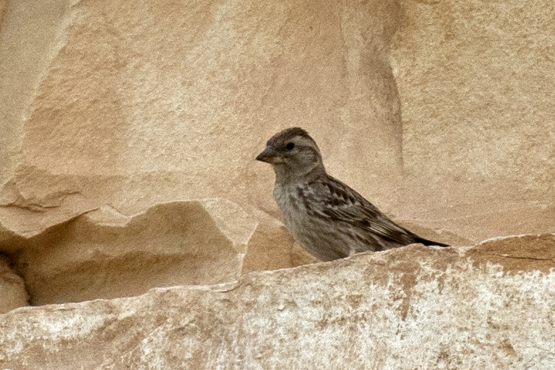 Rock Sparrow