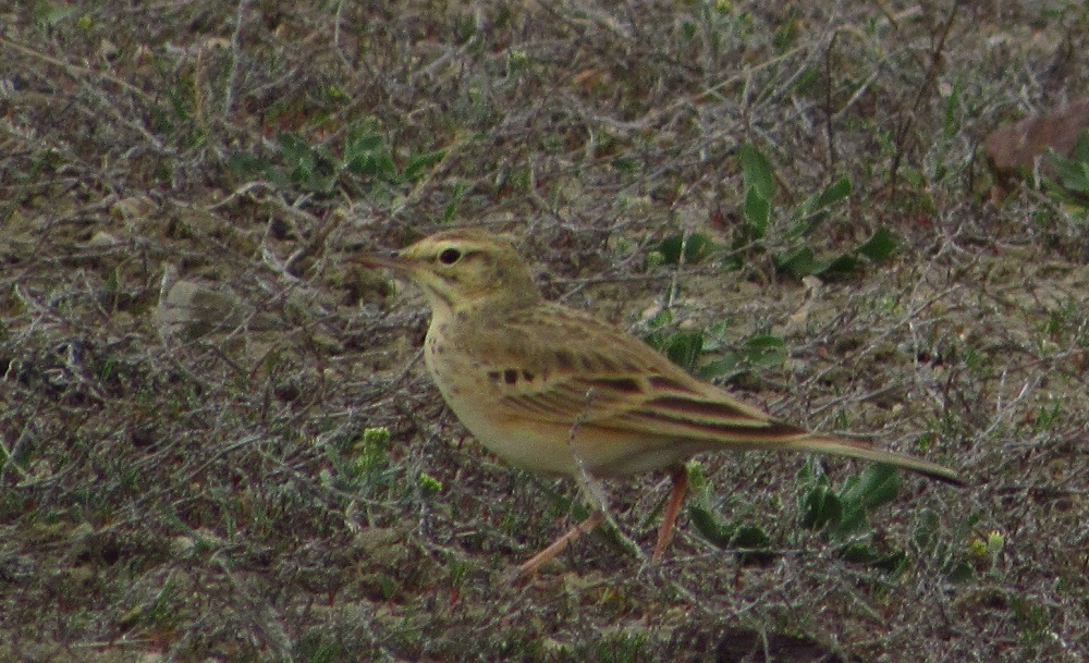 Tawny Pipit