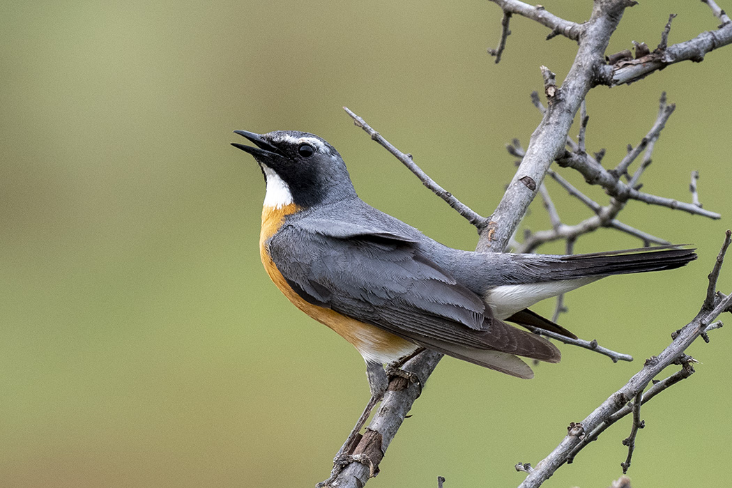 White-throated Robin