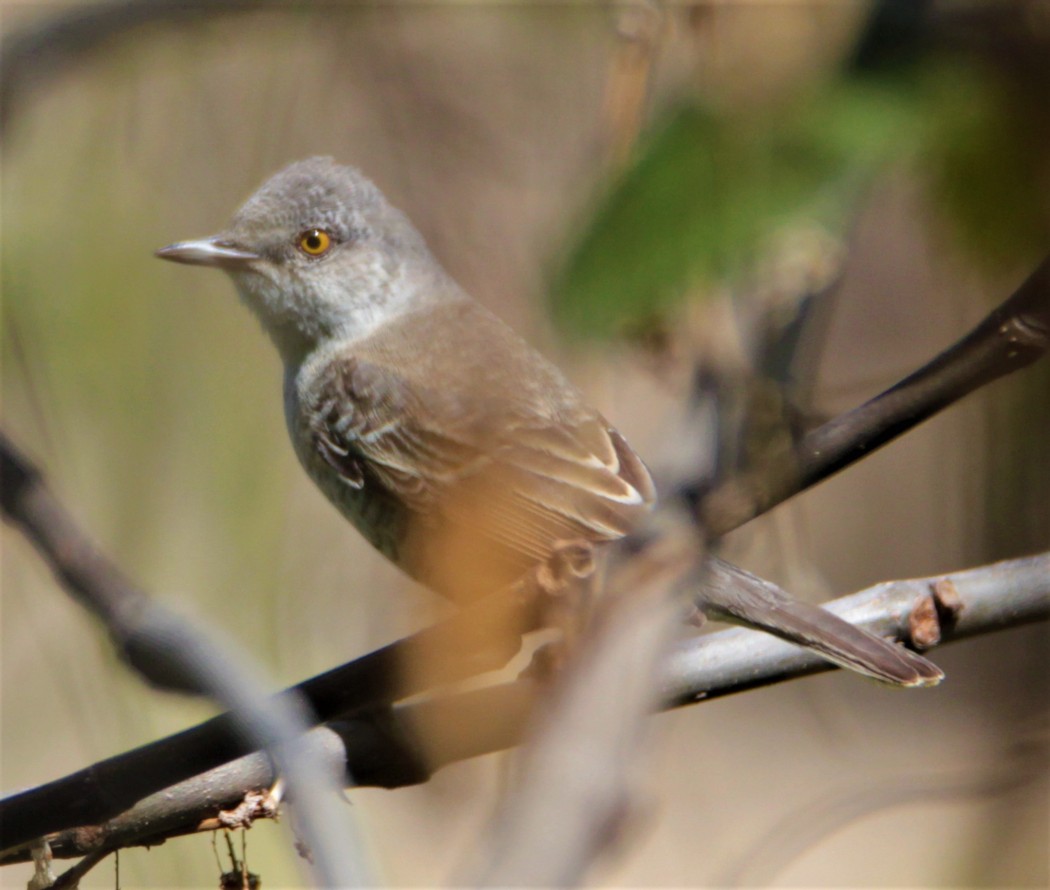 Barred Warbler