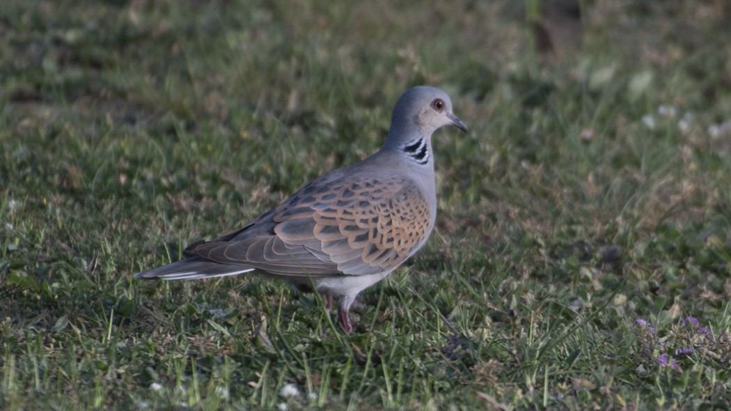 European Turtle Dove