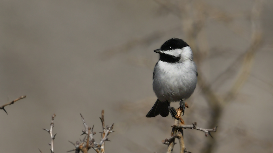 Sombre Tit