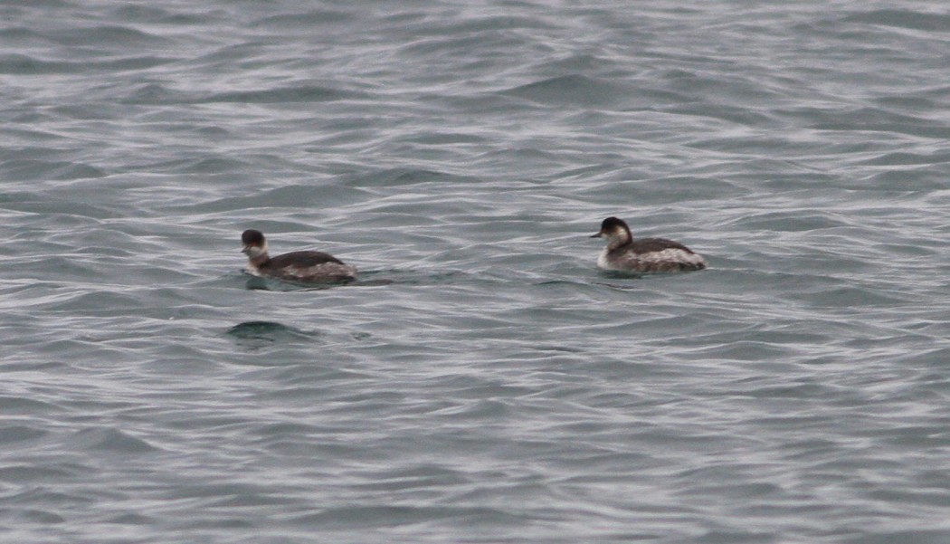 Black-necked Grebe