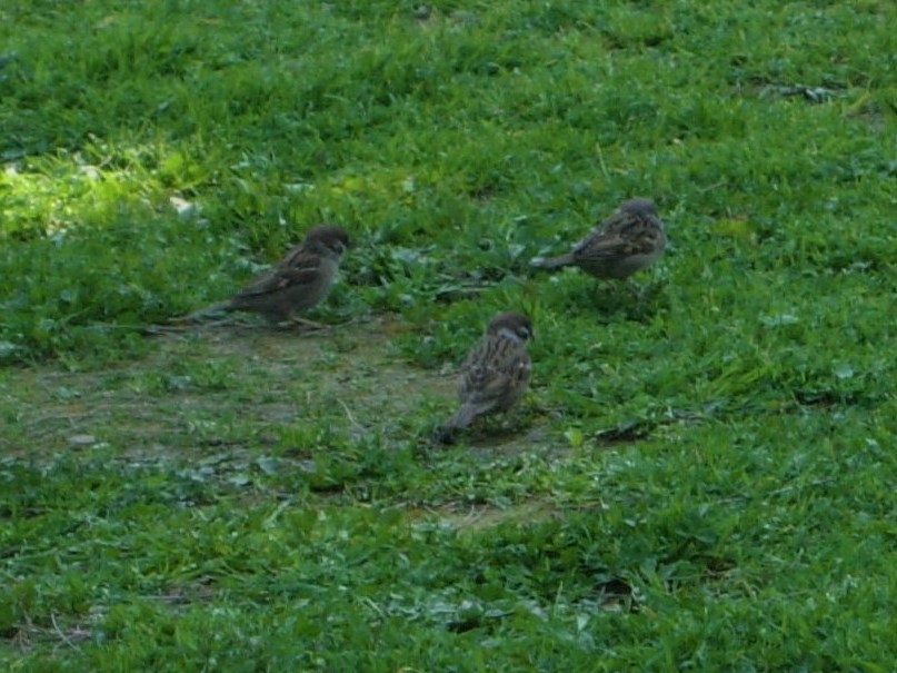 Eurasian Tree Sparrow