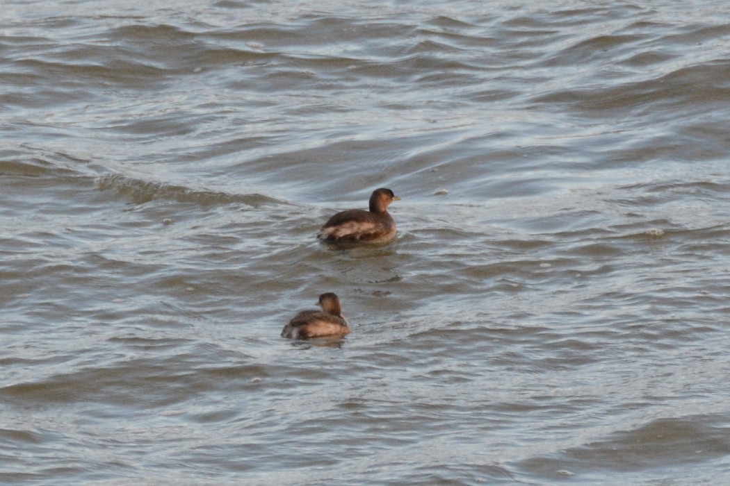 Little Grebe