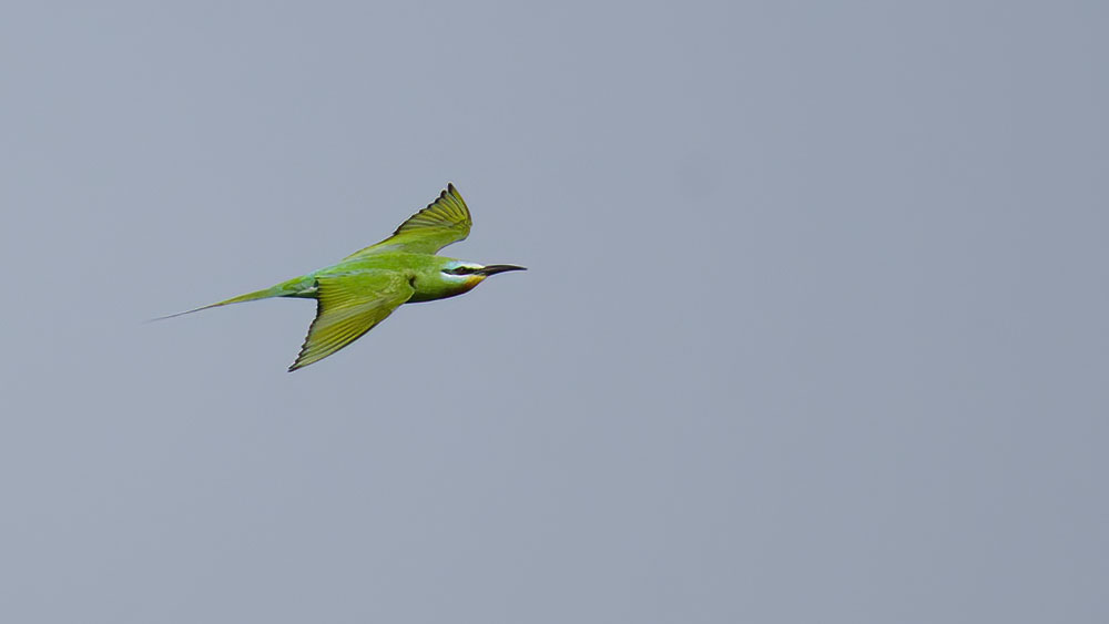 Blue-cheeked Bee-eater
