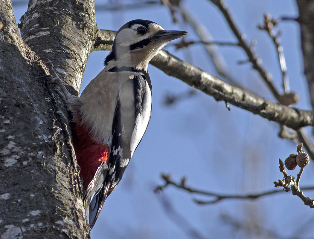 Syrian Woodpecker