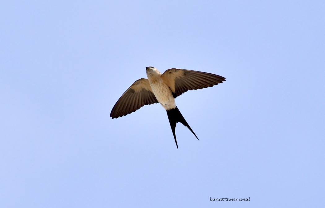 European Red-rumped Swallow