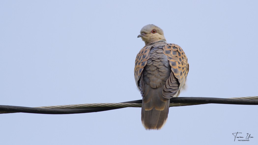 European Turtle Dove