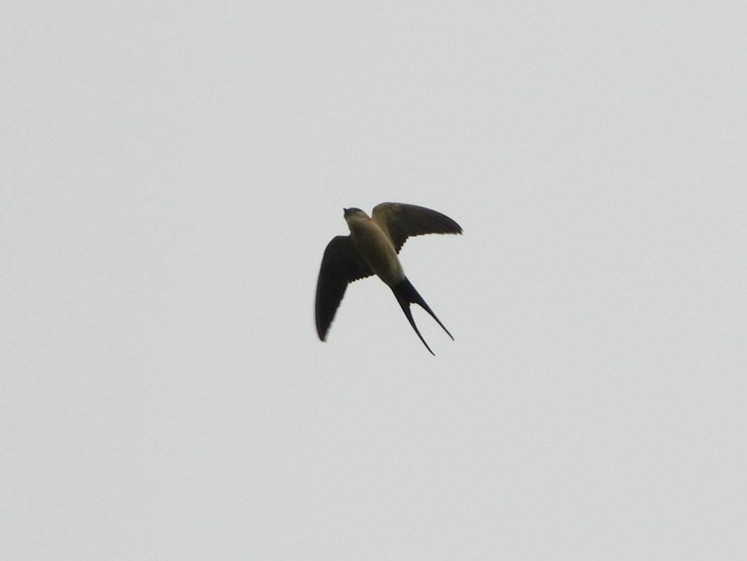 European Red-rumped Swallow