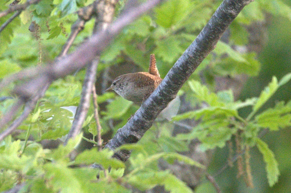 Eurasian Wren