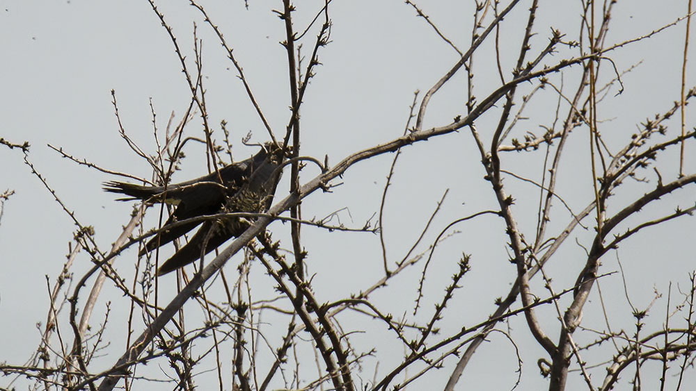 Common Cuckoo