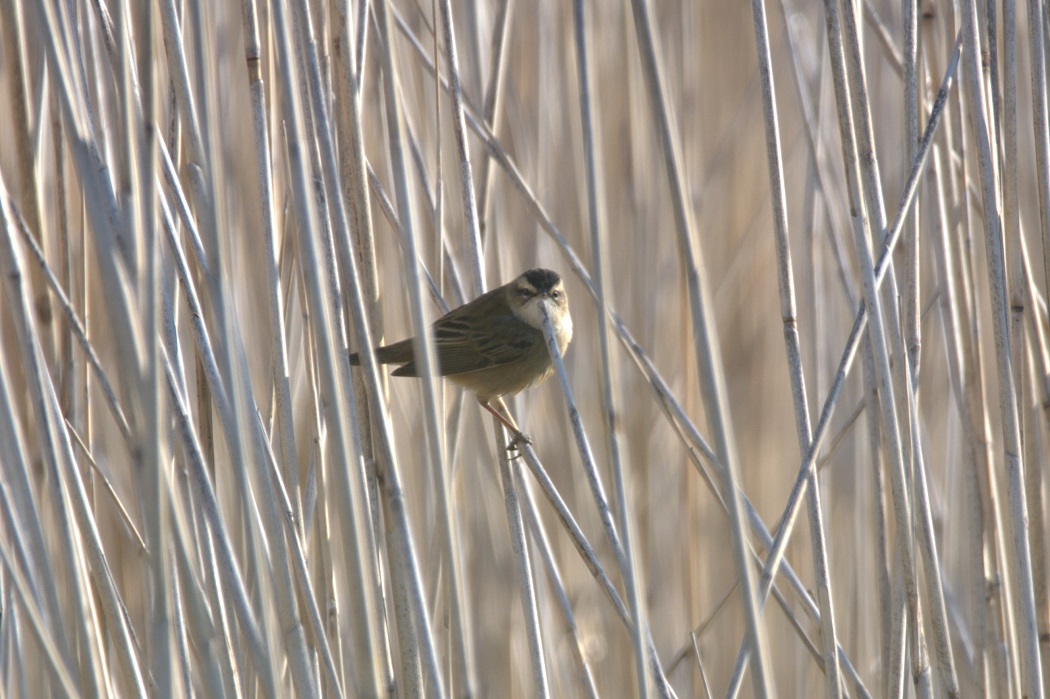 Sedge Warbler