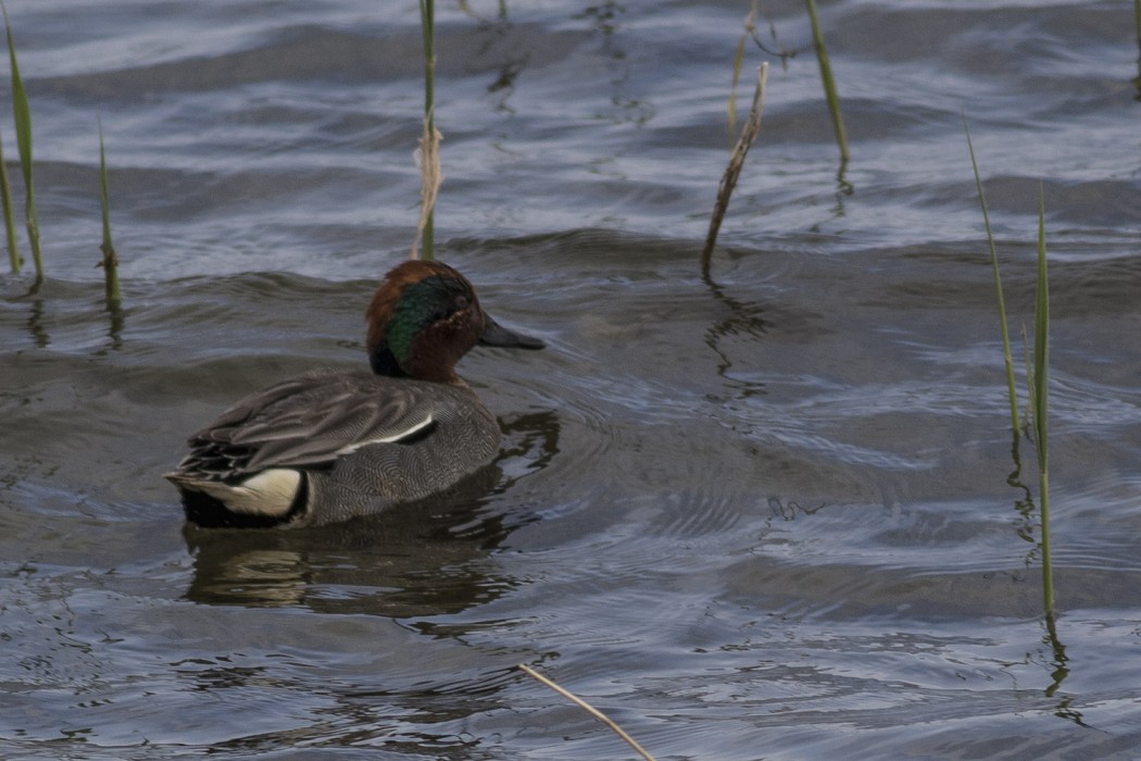 Eurasian Teal