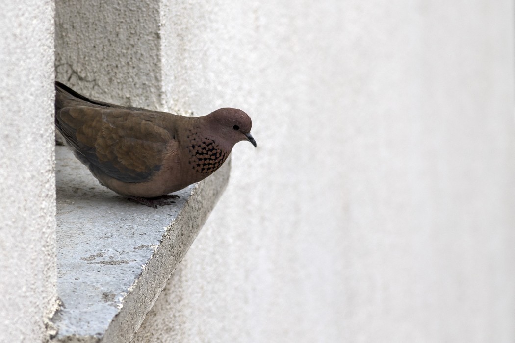 Laughing Dove