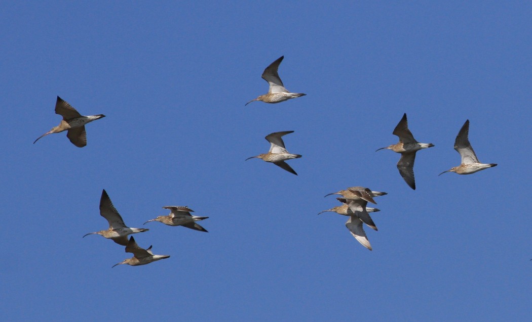 Eurasian Curlew