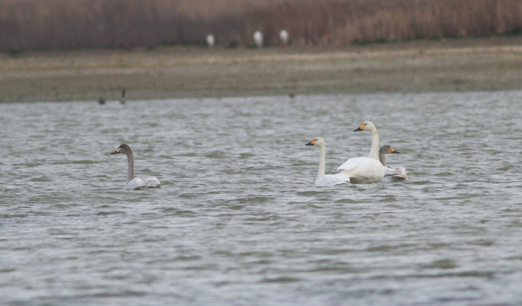 Tundra Swan
