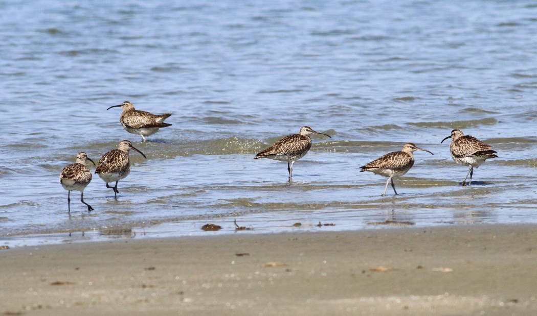 Eurasian Whimbrel