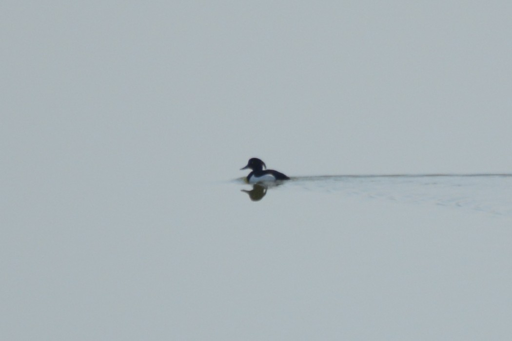 Tufted Duck