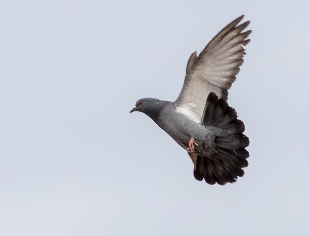 Rock Dove