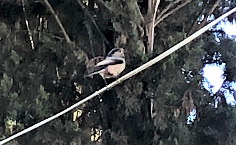 Long-tailed Tit