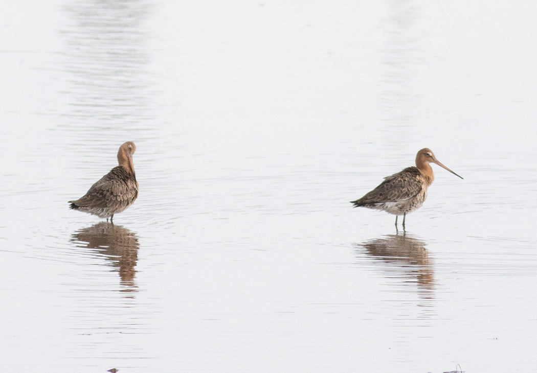 Black-tailed Godwit