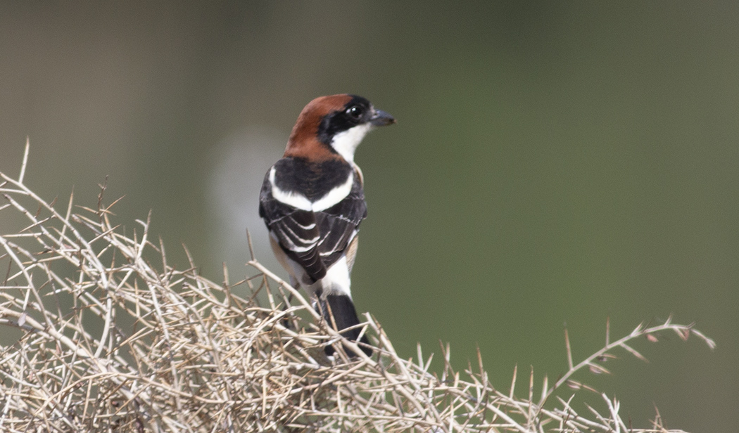 Woodchat Shrike