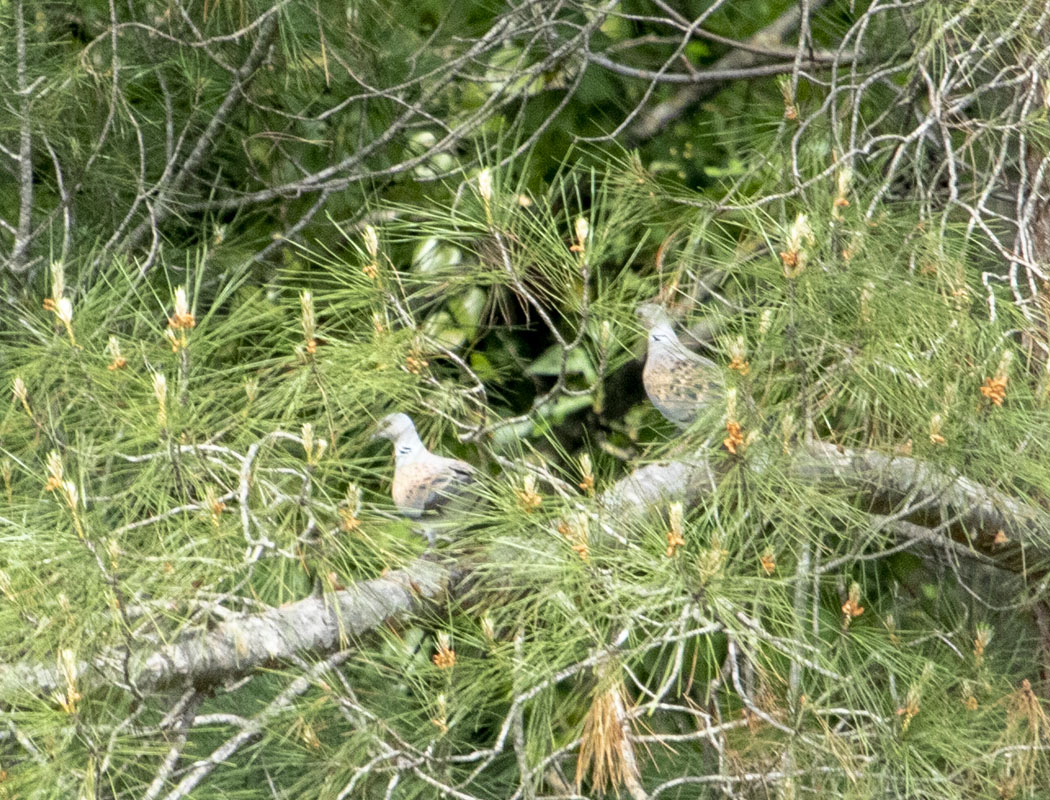 European Turtle Dove