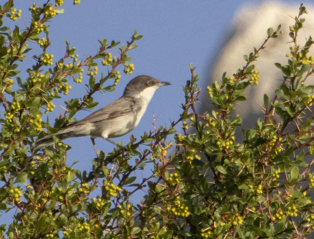 Eastern Orphean Warbler