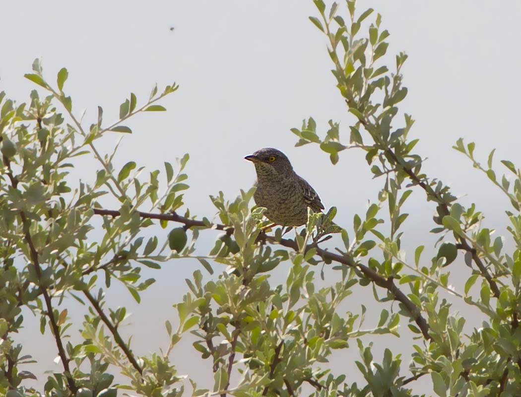 Barred Warbler