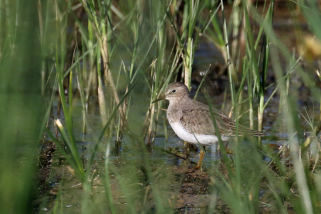Temminck`s Stint