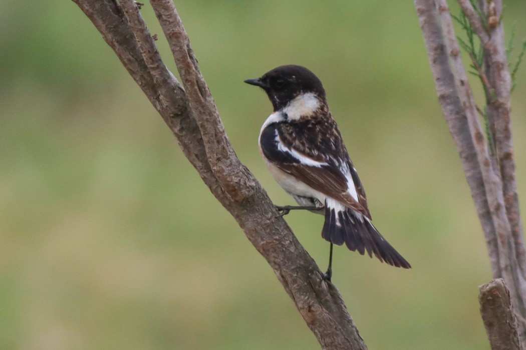 Siberian Stonechat