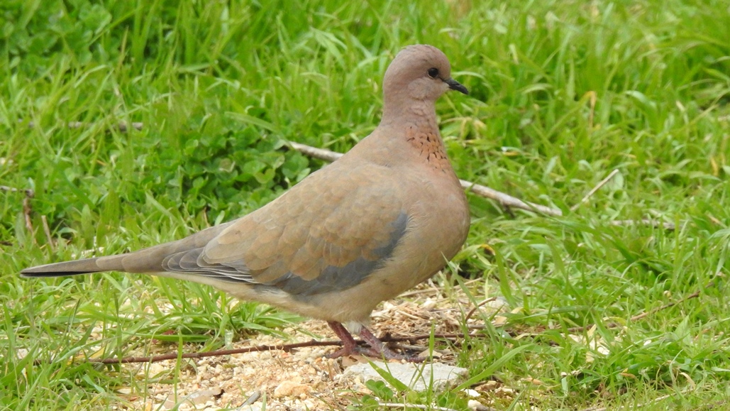 Küçük Kumru