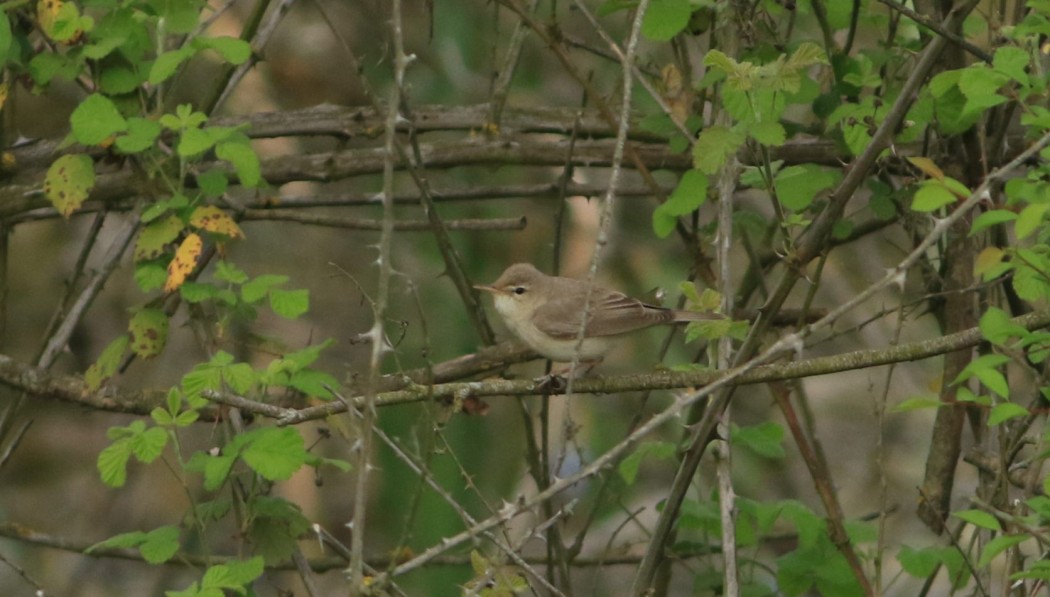 Eastern Olivaceous Warbler