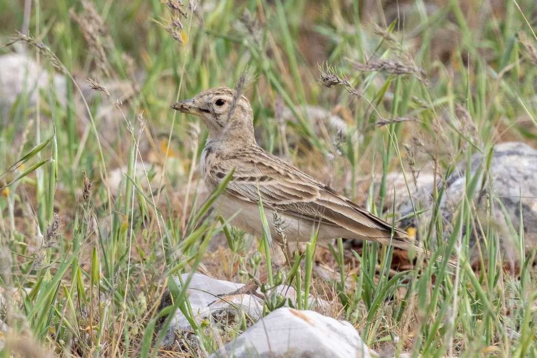Greater Short-toed Lark