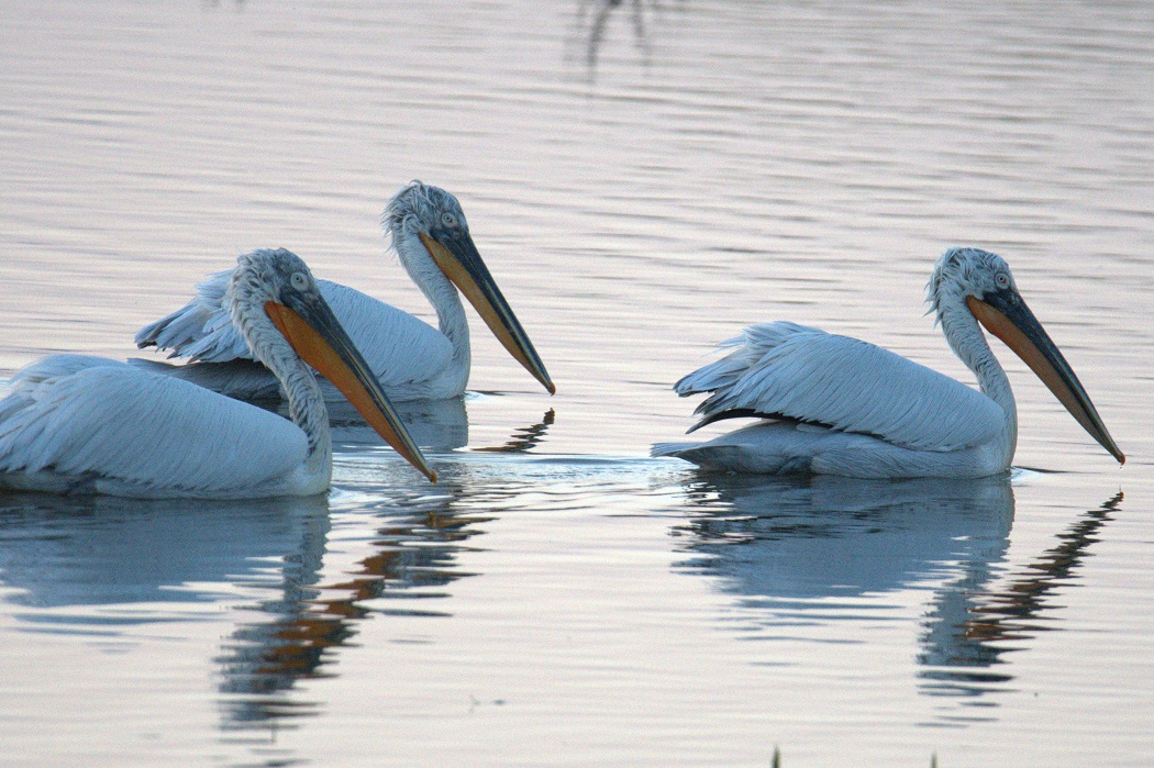 Dalmatian Pelican