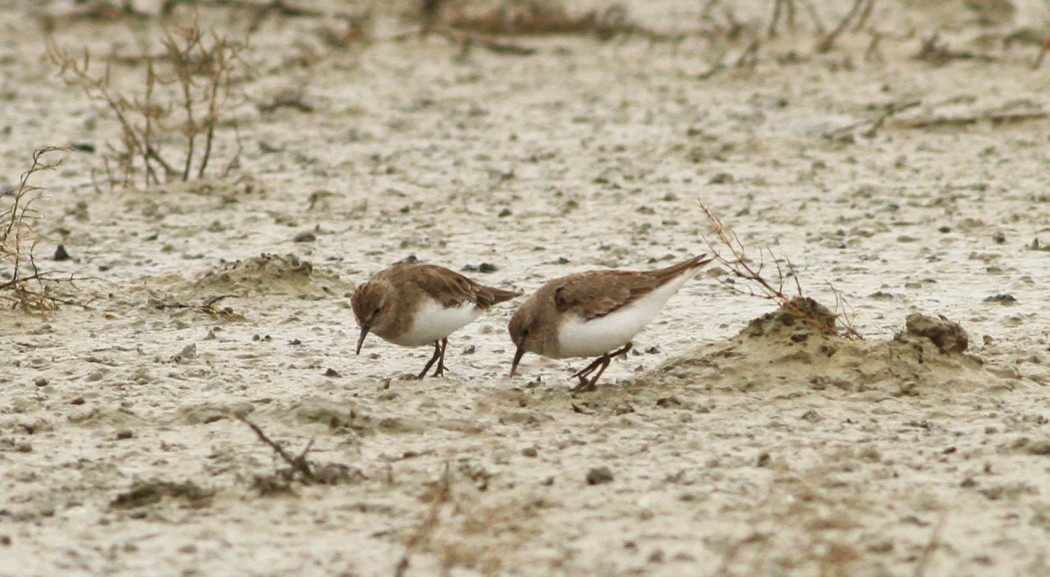 Temminck`s Stint