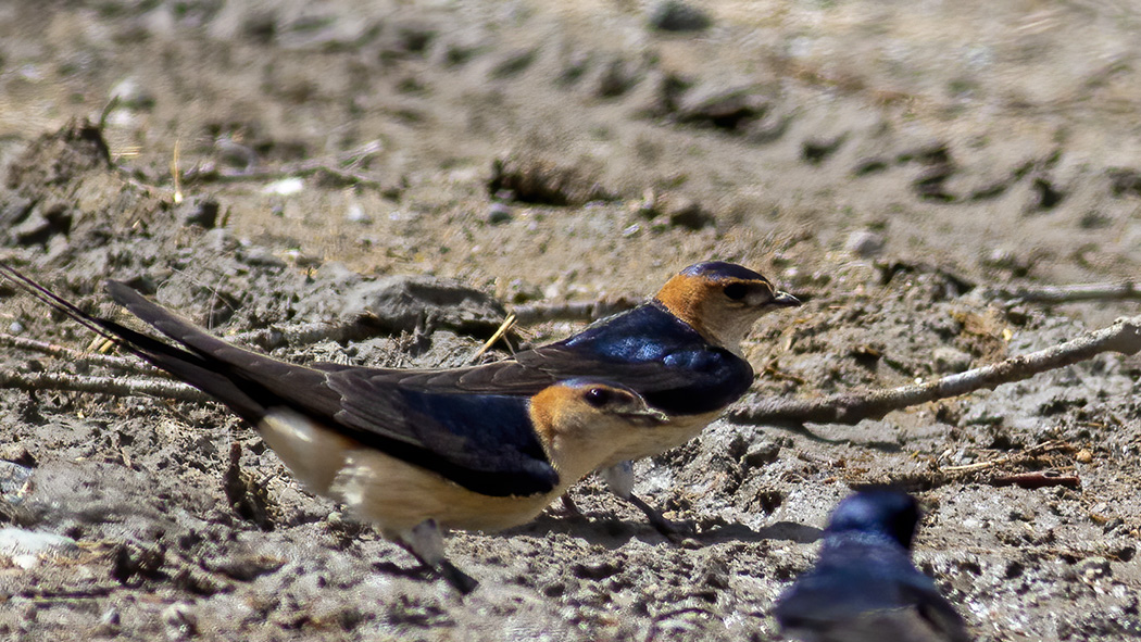 European Red-rumped Swallow