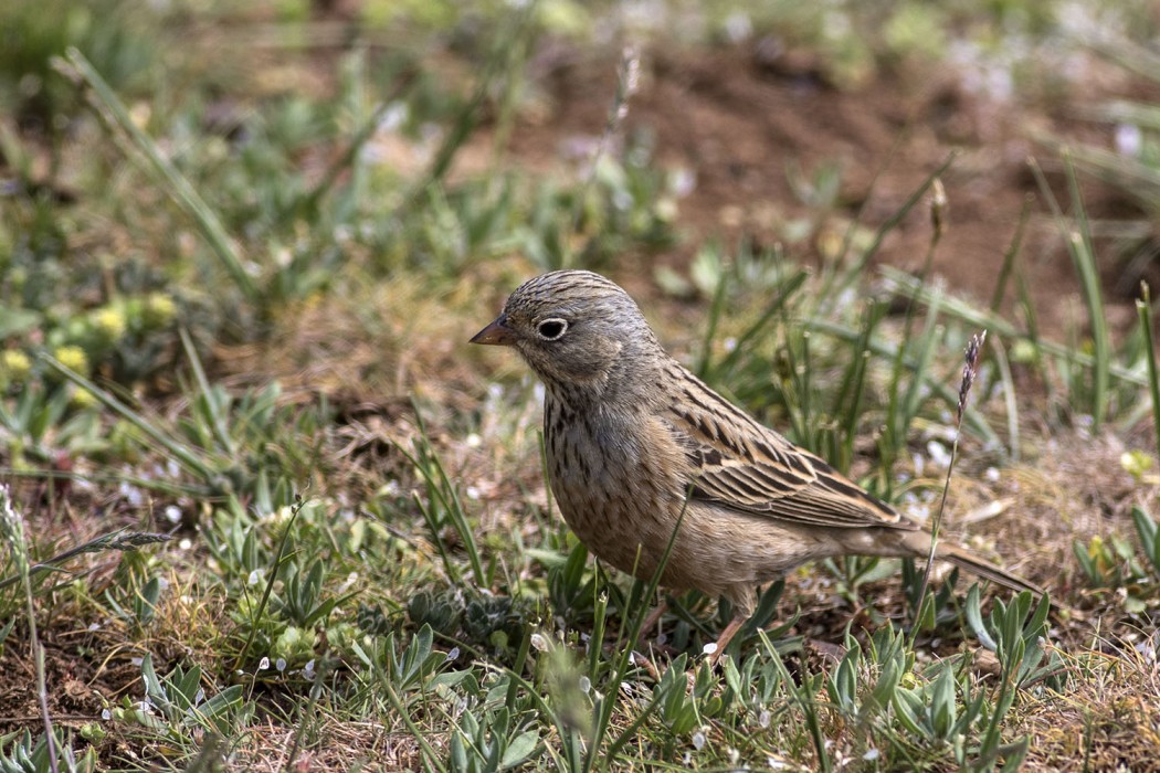 Cretzschmar`s Bunting