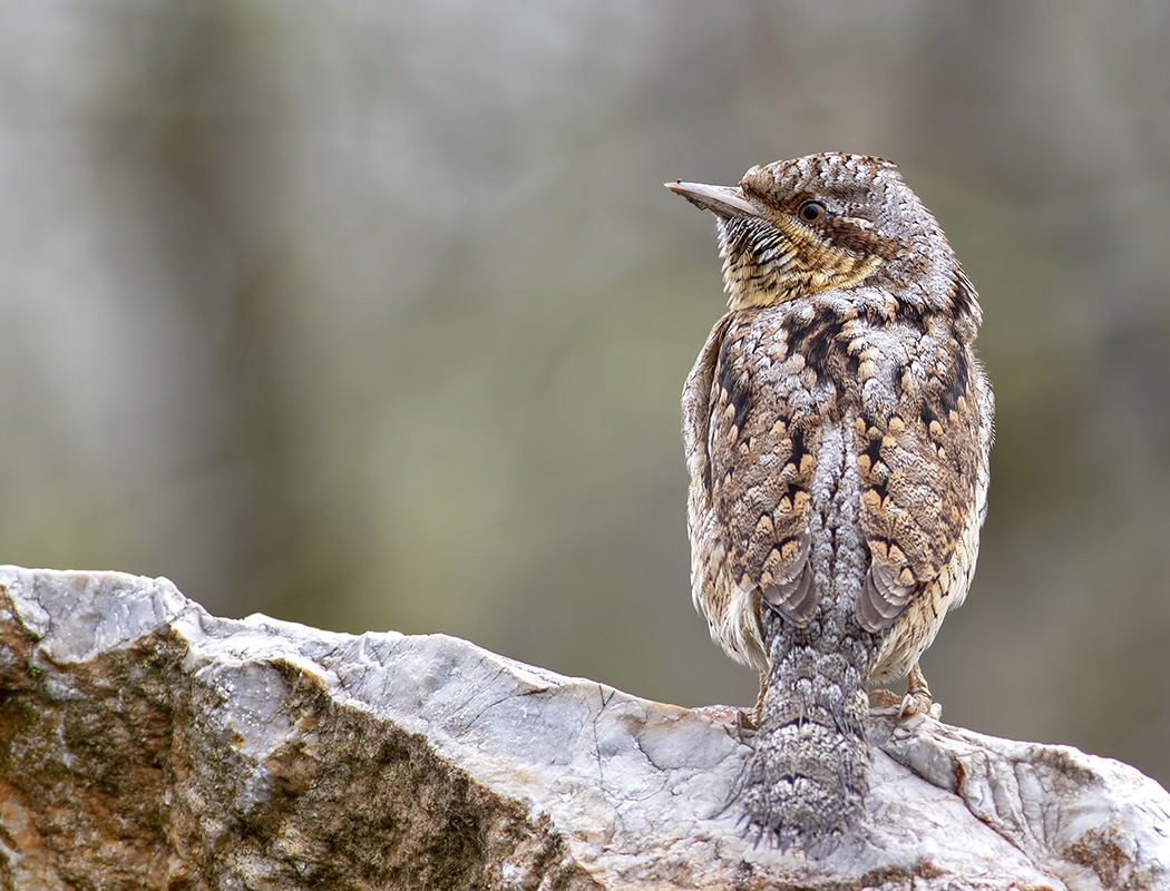 Eurasian Wryneck