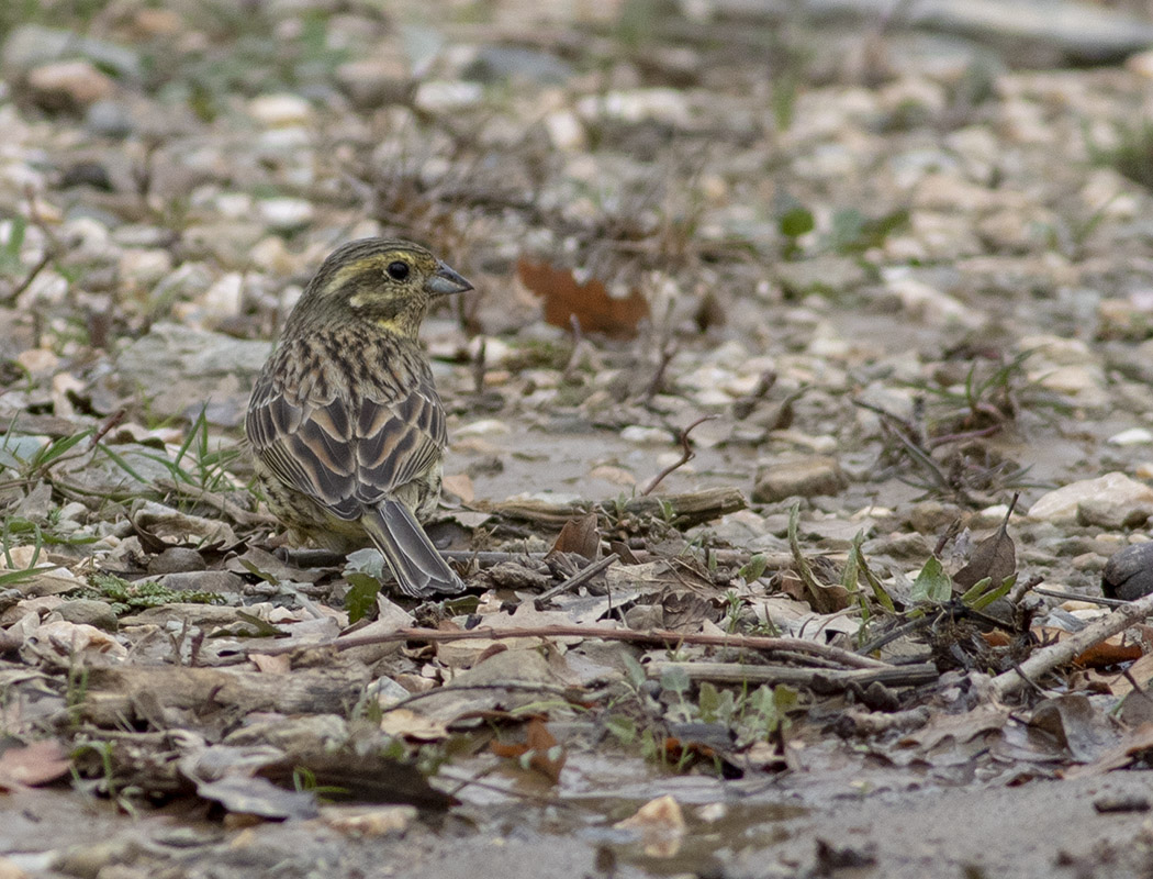 Cirl Bunting