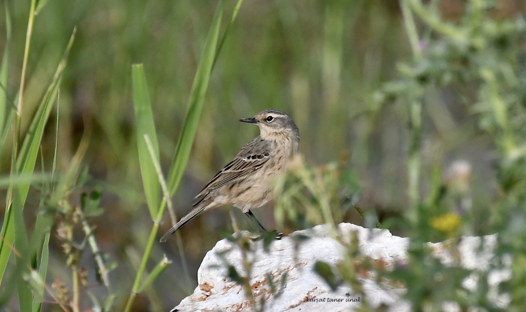 Water Pipit